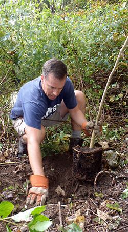 Ross Ogden replaces invasive plants along the Mill River in Easton with native plants. Ross Ogden replaces invasive plants along the Mill River in Easton with native plants.