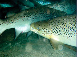 Broodstock salmon at the Kensington State Fish Hatchery are spawned to provide eggs for the Connecticut River Atlantic salmon Restoration Program. The surplus broodstock DEEP is stocking in 2012 range in size from 2 to 15 pounds each.