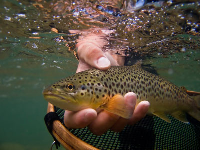 Fish close up