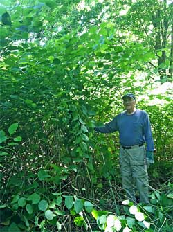 Phil Jacques shows just how tall and dense knotweed can grow if left unchecked. (John Kovach Photo)