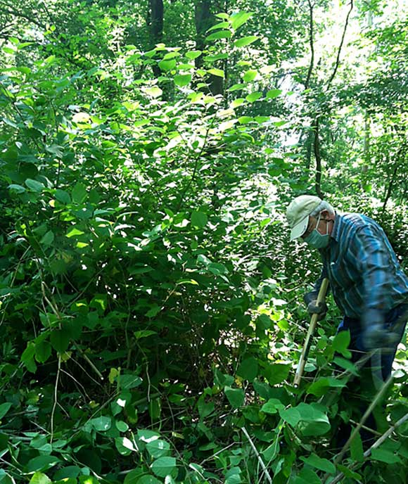 Mike Abramowitz attacks Japanese knotweed some 7 to 8 feet tall Saturday, June 1, 2013. The towering stalks are now only inches tall, but must be cut again to keep the invasive plant from reestablishing itself.