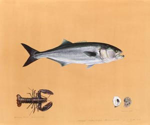 James Prosek - bluefish