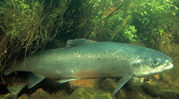 The Connecticut DEEP has stocked Atlantic salmon in the Naugatuck River. (Photo by William Hartley/U.S. Fish & Wildlife Service)