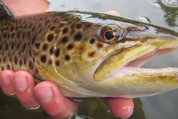 The DEEP found healthy populations of trout and smallmouth during electrofishing surveys of the Housatonic and Farmington Rivers (DEEP Photo)