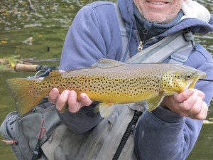 Ron M wild brown trout IMG_2147