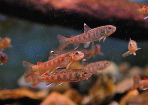 trout juveniles