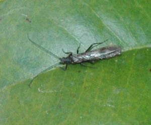The Mianus River, known for its black stonefly hatch in March, is the destination for a trip with Nutmeg and Mianus TU on Saturday, March 23. — Photo from Mianustu.org.
