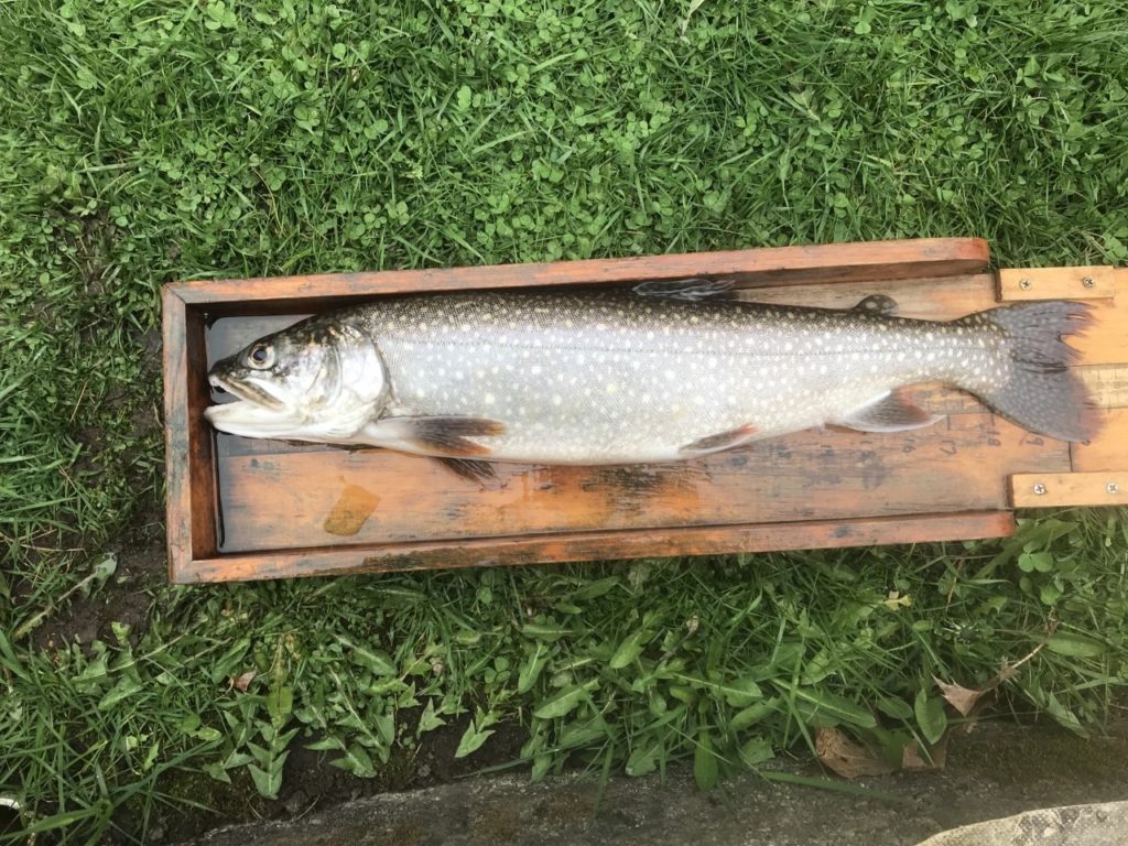 CT stocking lake trout Nutmeg Chapter Trout Unlimited